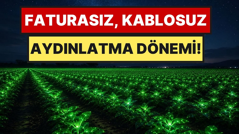 Elektrik Faturaları Tarih Oluyor: Artık Şehirler Bu Bitkiyle Aydınlatılacak