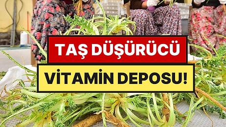 Çayırda Kendiliğinden Yetişiyor, Böbrek Taşını Söküp Atıyor: Faydasını Duyan Toplamaya Koşuyor