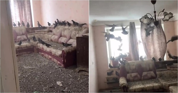 Pencereyi açık unutunca evi güvercinler bastı