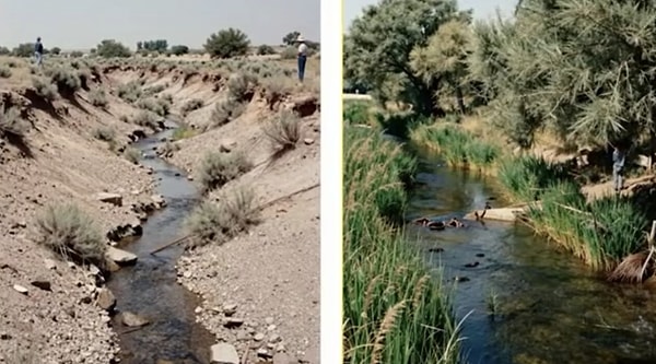 The beavers that settled in the area instinctively began constructing dams and barriers from mud and branches, designed to slow down the flow of water.