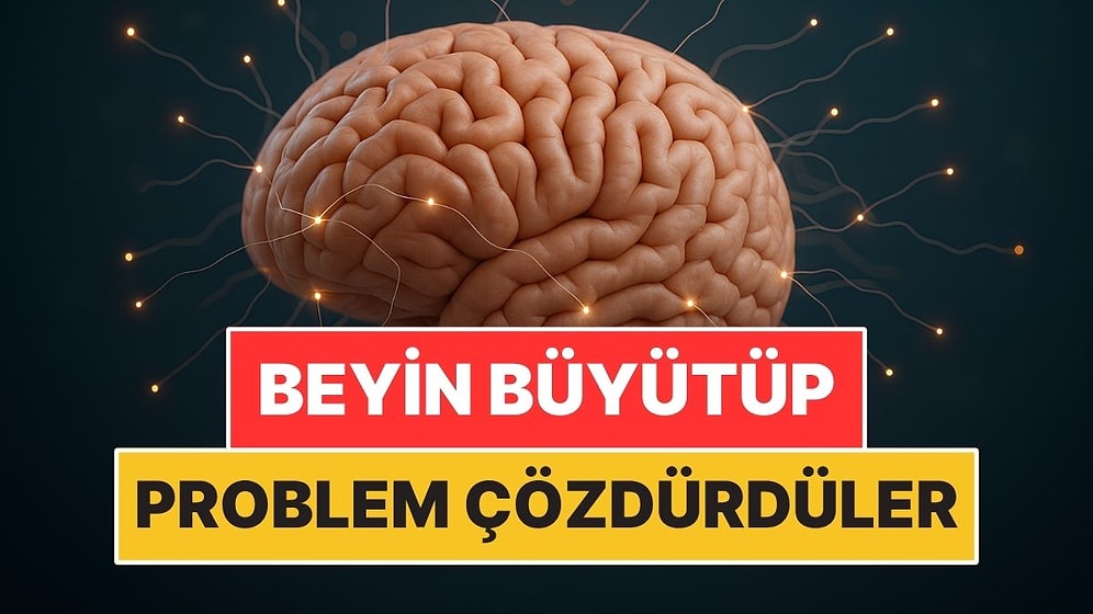 Laboratuvarda Mini Beyin Büyüttüler Sonra Problem Çözdürdüler