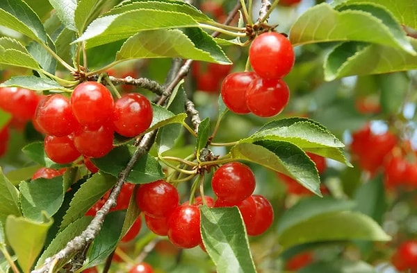 4. Montmorency Kirazı: