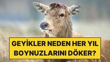 Geyik Boynuzlarının Her Yıl Dökülmesinin Sebebi Ne?