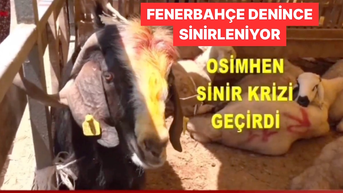 Fenerbahçe İsmini Duyunca Sinirlenen Kurbanlık Osimhen Dünya Çapında Viral Oldu