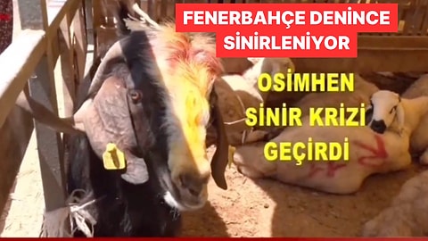 Fenerbahçe İsmini Duyunca Sinirlenen Kurbanlık Osimhen Dünya Çapında Viral Oldu