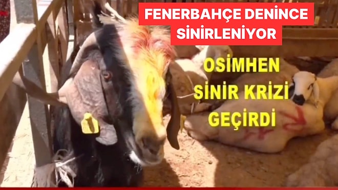 Fenerbahçe İsmini Duyunca Sinirlenen Kurbanlık Osimhen Dünya Çapında Viral Oldu