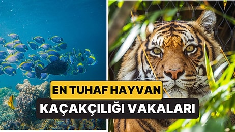 Bavuldaki Vahşi Yaşam: Havalimanlarında En Tuhaf Hayvan Kaçakçılığı Vakaları