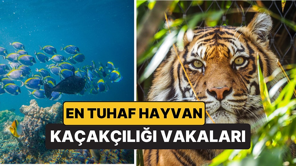 Bavuldaki Vahşi Yaşam: Havalimanlarında En Tuhaf Hayvan Kaçakçılığı Vakaları