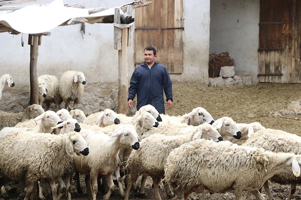 Şu anda 70 küçükbaş hayvan ve 60 kuzuyla üretim yapan Ümit Elli, yaşadığı süreci şu sözlerle anlattı: