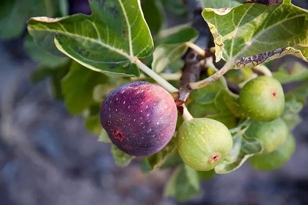 2. Fig: