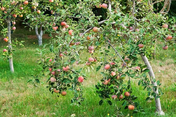 6. Dwarf Apple: