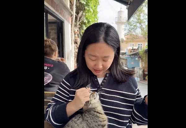 So, Why are Istanbul's Cats So Affectionate and Free-Spirited?