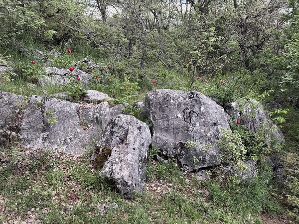 Karabük’ün Eflani ilçesinde doğanın nadir hazinelerinden biri olan “ayı gülü” yeniden çiçek açtı.