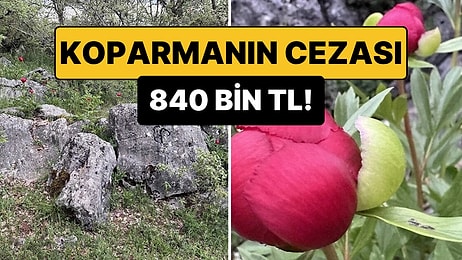 Koparmanın Cezası 840 Bin TL! Nadir Görülen “Ayı Gülü” Çiçek Açtı