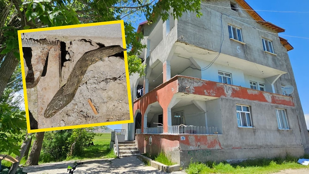 Nightmare in Turkey: Family Unable to Sleep as 3-Meter Snakes Overrun House