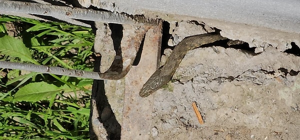 The length of snakes is approximately 3 meters.