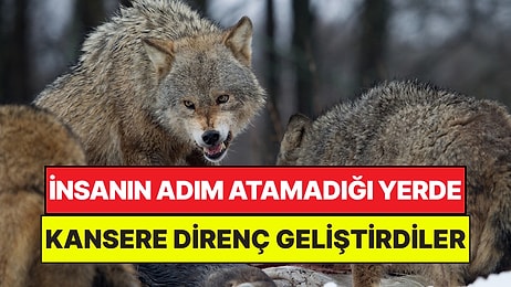 İnsanların Adım Atamadığı Çernobil'de Kurtlar Kansere Karşı Genetik Direnç Geliştirdi