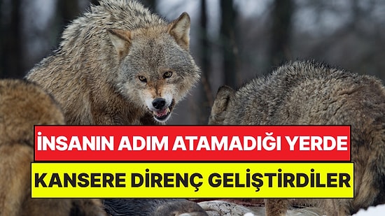 İnsanların Adım Atamadığı Çernobil'de Kurtlar Kansere Karşı Genetik Direnç Geliştirdi