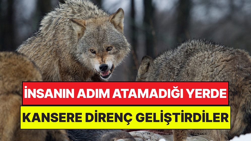 İnsanların Adım Atamadığı Çernobil'de Kurtlar Kansere Karşı Genetik Direnç Geliştirdi