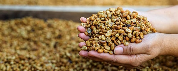 4. Dünyanın en pahalı ve en tartışmalı kahvelerinden biri: Misk kedisinin sindirim sisteminden geçen çekirdeklerden üretilen Kopi Luwak hangi egzotik ülkeye ait?