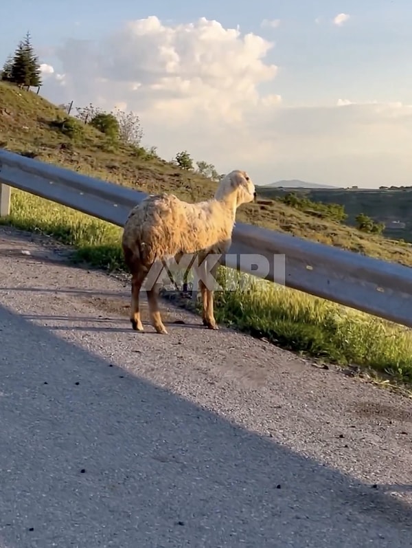 Kayseri / Erkilet Emmiler Köyü'nde çekilen görüntülerde bir koyunun sürüden ayrılıp manzaranın tadını çıkardığı görüldü.