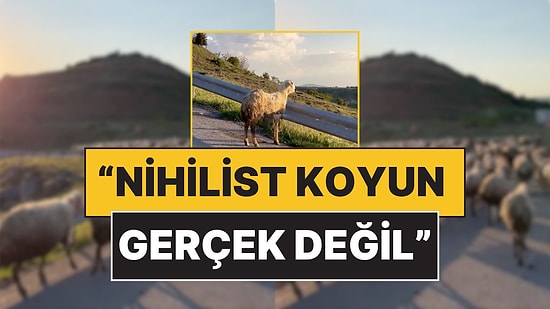 Overthink Saatine Denk Geldi: Bir Koyun, Sürüden Ayrılıp Manzaranın Tadını Çıkardı