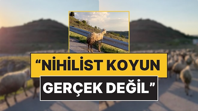 Overthink Saatine Denk Geldi: Bir Koyun, Sürüden Ayrılıp Manzaranın Tadını Çıkardı