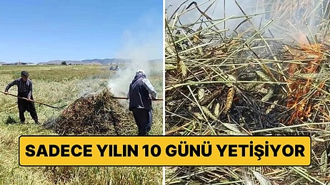 Yılın Sadece 10 Gününde Üretiliyor, En Çok Arap Ülkelerine İhraç Ediliyor: Araban Ovası’nda Sezon Başladı