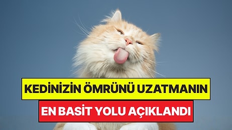 Uzmanlar Açıkladı: Kedilerin Ömrünü Uzatmanın En Basit Yolu Belli Oldu