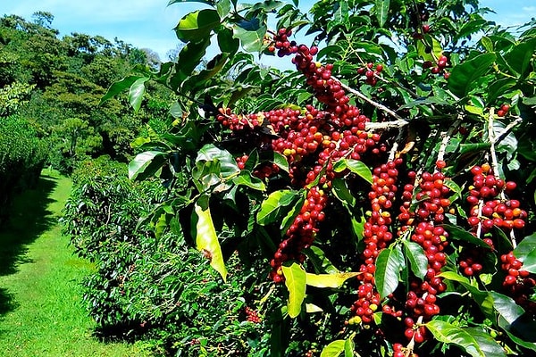 3. Deniz seviyesinden 2000 metre yükseklikte, Blue Mountains bölgesinde yetişen, yumuşak içimi ve tatlı aromasıyla bilinen o lüks kahve hangi ülkenindir?