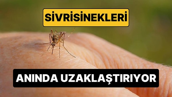 Yaz Aylarında Sivrisinek Kabusuna Doğal Çözüm: Pencere Kenarına Koyan Rahat Ediyor