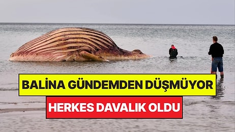 Meşhur Balina Timmy Gündemden Düşmüyor: Başsavcılığa Suç Duyurusu Yağıyor