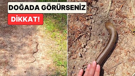 Bir İçerik Üreticisi Yılan Sanılarak Öldürülen Oluklu Kertenkeleyi Görünce İsyan Etti