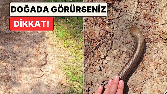 Bir İçerik Üreticisi Yılan Sanılarak Öldürülen Oluklu Kertenkeleyi Görünce İsyan Etti