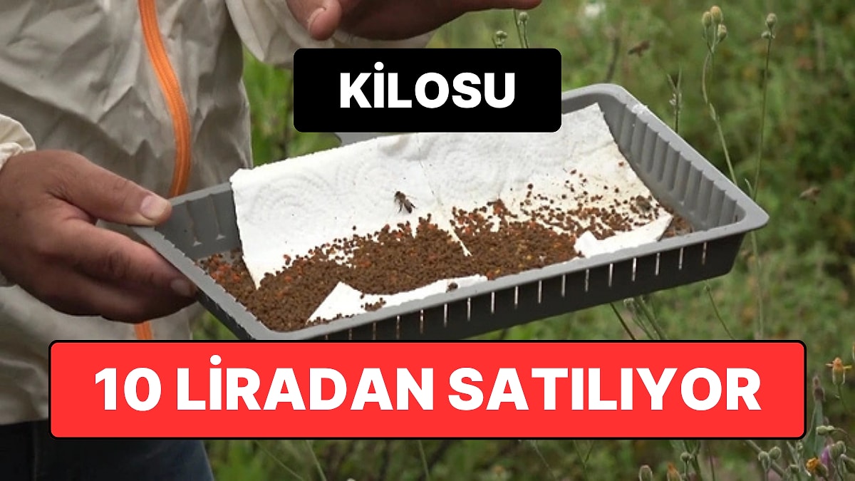 Hasadı Başladı: Kilosu 1000 Liradan Alıcı Buluyor