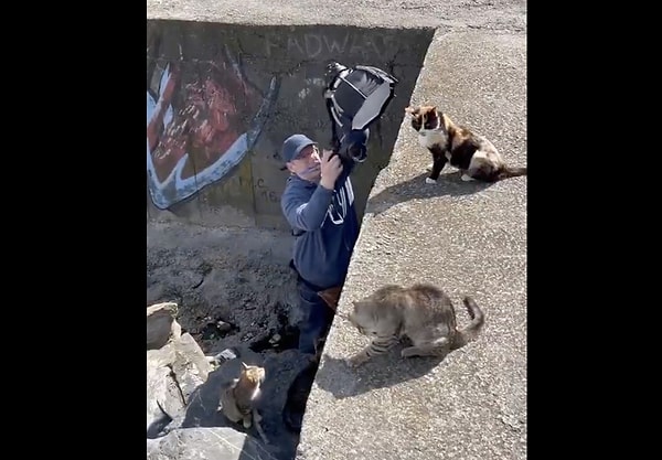 Our furry friends, captured through the lens of the photographer, strike poses like professional models at the iconic locations of Istanbul.