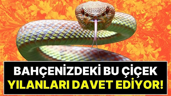Yılanların En Sevdiği Sığınak: Bahçesinde Bu Çiçekten Olanlar Yılanları Evine Kendisi Çağırıyor