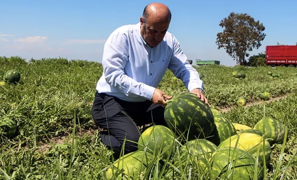 Adana Tarım Platformu Sözcüsü Cahit İncefikir, hasadın ilk başladığı günlerde tarlada 25 TL olan kilogram fiyatının, ürünlerin olgunlaşması ve hasadın yoğunlaşmasıyla birlikte 15 TL'ye kadar gerilediğini belirtti.