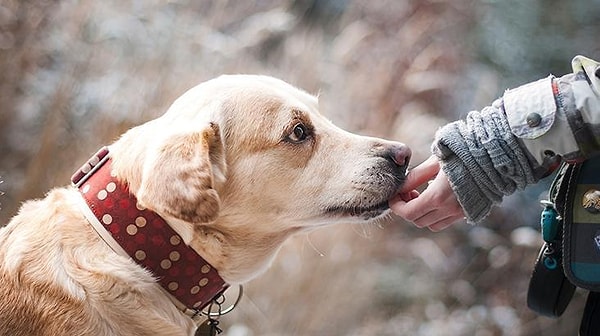 Why Opt for a Real Dog Over a Stuffed One?