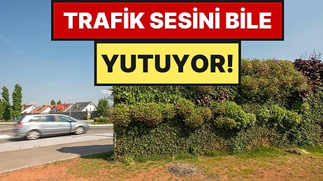 Beton Bahçe Duvarları Tarih Oluyor: Yerine Ses Geçirmez Ağaçlar Geliyor