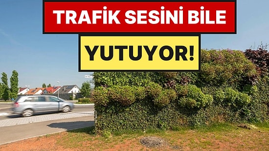 Beton Bahçe Duvarları Tarih Oluyor: Yerine Ses Geçirmez Ağaçlar Geliyor