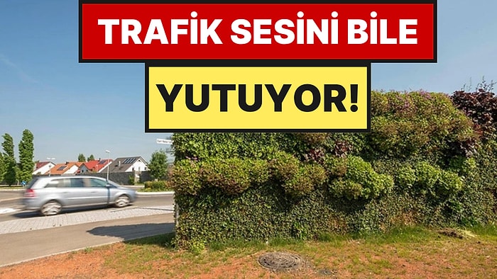 Beton Bahçe Duvarları Tarih Oluyor: Yerine Ses Geçirmez Ağaçlar Geliyor