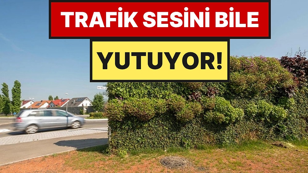 Beton Bahçe Duvarları Tarih Oluyor: Yerine Ses Geçirmez Ağaçlar Geliyor