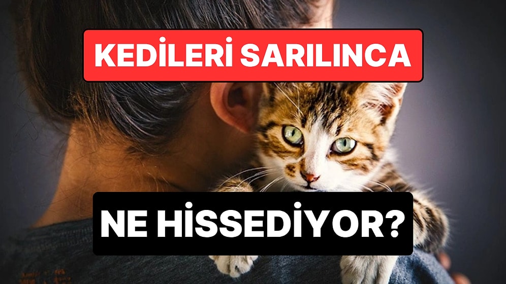 Uzmanlar Açıkladı: Kediler Sarılmayı ve Öpülmeyi Nasıl Algılıyor?