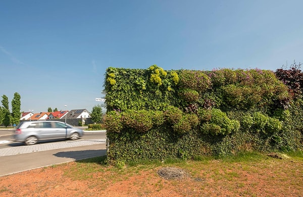 With a visionary fusion of nature and science, Germany has developed genetically modified "soundproof trees" that outperform even concrete walls in blocking urban noise.