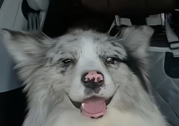 1.5 milyon takipçili fenomen köpeğin trajik sonu ortaya çıktı.