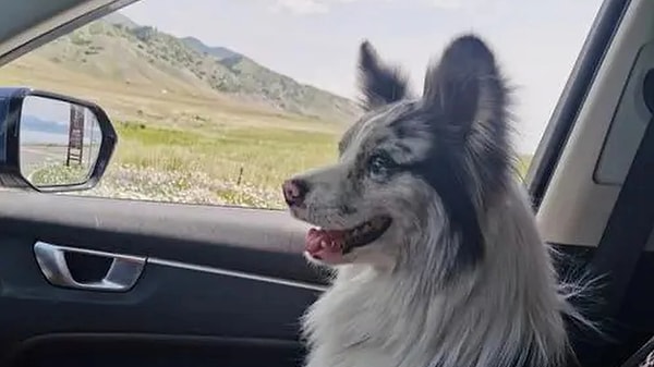 Fenomen köpek et restoranına satılmış.