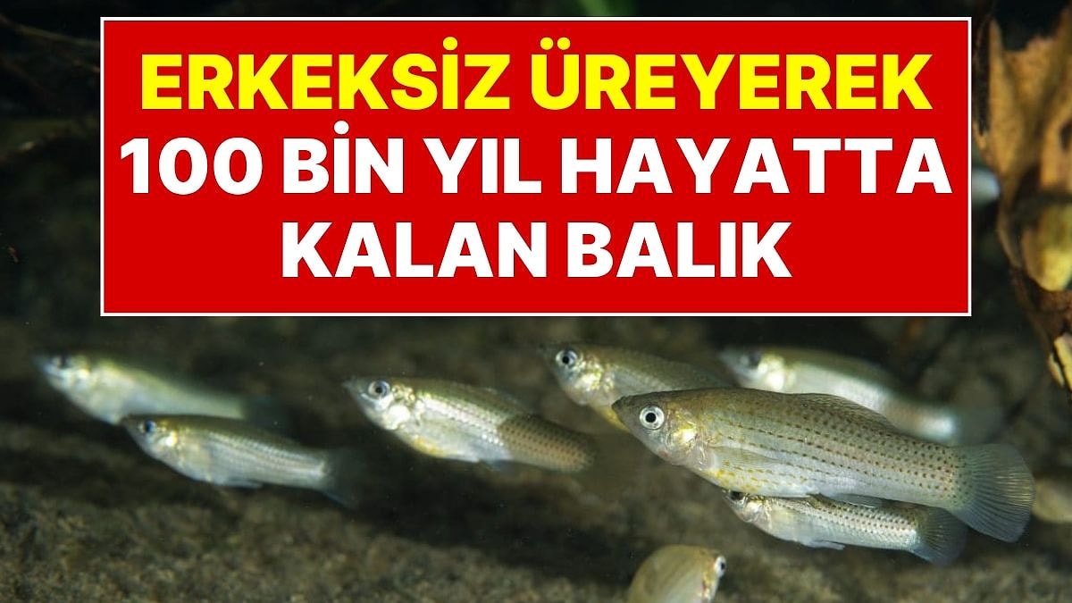 Çiftleşip Erkek Genlerini Yok Ediyorlar: Erkeksiz Üreyerek 100 Bin Yıl Hayatta Kalan Balık Türü