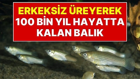 Çiftleşip Erkek Genlerini Yok Ediyorlar: Erkeksiz Üreyerek 100 Bin Yıl Hayatta Kalan Balık Türü
