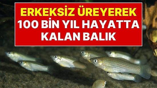 Çiftleşip Erkek Genlerini Yok Ediyorlar: Erkeksiz Üreyerek 100 Bin Yıl Hayatta Kalan Balık Türü